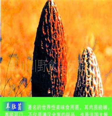 供应羊肚菌 morels