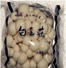 供应小菇农食用菌白玉菇蘑菇
