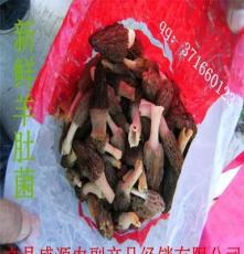 供应青川优质天然野生羊肚菌、羊肚菜
