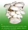 平菇 优质平菇 高密市畅想食用菌种植专业合作社 性价比高 高质量