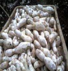 崇文湖蔬菜有限公司大量供应盐渍食用菌鸡腿菇