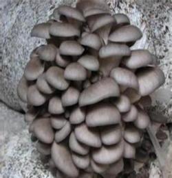 供应平菇：高质量的平菇大同供应