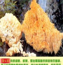 供应猴头菇 刺猬菌 猴头菌