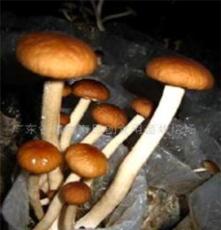 食用菌 平菇 茶树菇