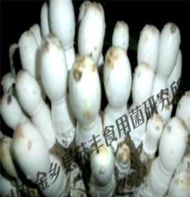 鸡腿菇菌种