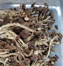 黎川特产 精选茶菇 茶树菇 干货茶菇