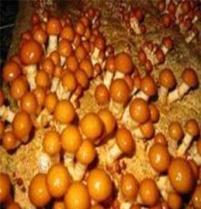 促销滑子菇—长期供应滑子菇