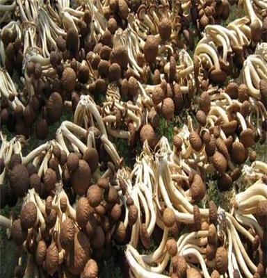 宏鸿农产品鲜茶树菇供应