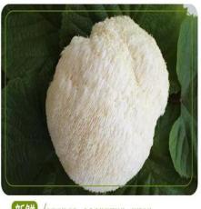 黑龙江海林猴头菇基地 新鲜猴头菇批发 6元每斤