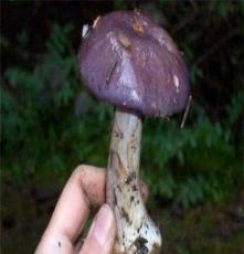 专业厂家供应精品美味诱人紫蘑菇