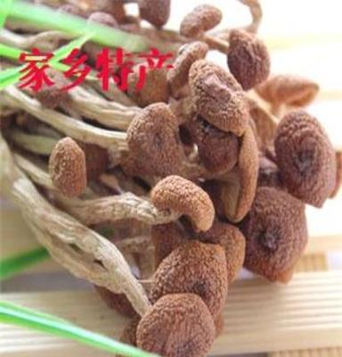 2012新鲜 特级 家乡 茶树菇 出口茶薪菇 真正冰菇苞 盖嫩柄脆