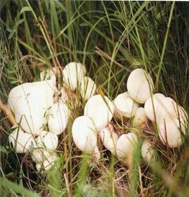 北京草原白蘑是野生的