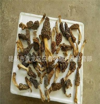 批发云南尖顶羊肚菌、大羊肚菌、羊肚菌干品