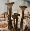 采购新鲜蘑菇 翔龙农业发展有限公司经济实惠