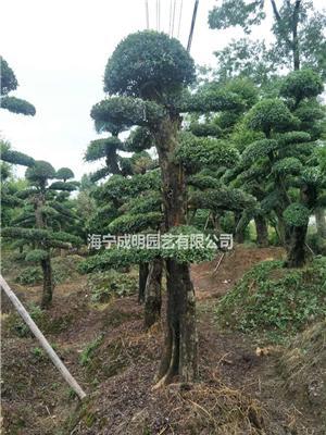 大小规格小叶女贞造型 杭州小叶女贞造型 萧山小叶女贞造型基地