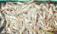 農豐蝦王室內養殖南美白對蝦為您創業護航