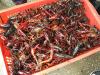 农丰虾王养殖小龙虾备受市场的认可