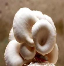 供应东北野生平菇 珍贵品种 （厂家重点推荐） 平菇