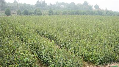 湖南油茶.油茶苗.高产油茶.实生油茶.嫁接油茶.油茶价格.