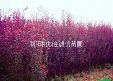 湖南紅葉李.紅葉李小苗、紅葉李樹、紅葉李價格.紅葉李.