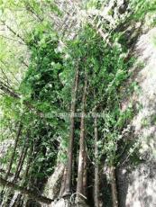 5公分精品水杉 江苏东台常年供应各种规格水杉