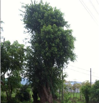 榕树、香樟、沙朴、青冈栎、罗汉松、红花继木、香泡等各类花木