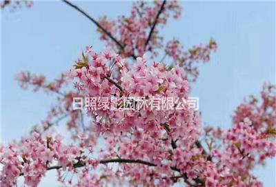 山东河津樱花 河津樱花小苗多少钱一棵 河津樱花小苗哪里有卖