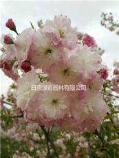 松月樱花多少钱一棵 松月樱花哪里有卖 松月樱花小苗