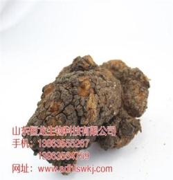 山东省烟台市灵芝菌种的培育方法