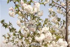 白妙樱！日本樱花品种白妙樱图片找绿友！山东樱花品种！
