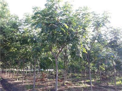 提供栾树全冠精品苗圃苗8—16公分
