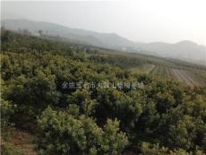 浙江地区杨梅树地径5公分以上大量出售