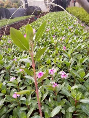 福建日日春长春花批发