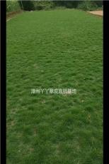 大小规格台湾草基地