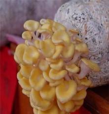 黄金菇食用菌批发干菌蘑菇  土特产黄金菇