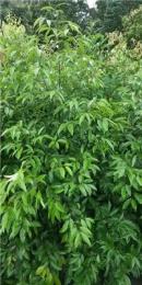 大量供應1.5以上天竺桂籠子