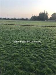 大量出售各種草坪，臺灣二號、百慕大、馬尼拉、狗牙根、混播草等