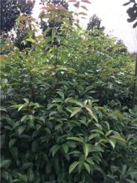 大量供應1-1.5米左右高小葉香樟地苗