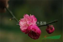 2016年红梅树批发，浙江红梅基地，优质红梅树出售