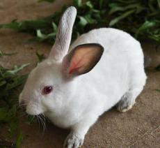 养殖比利时野兔有多大利润 杂交野兔