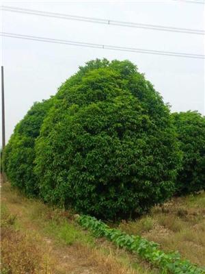 浙江地区供应桂花