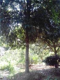 单杆1米2以上20公分的桂花树