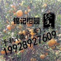 江門體驗農樂采摘