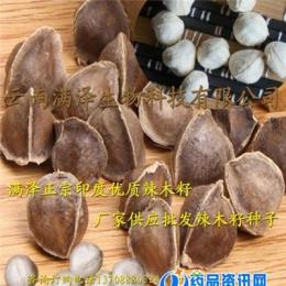 云南優(yōu)質(zhì)印度辣木籽批發(fā) 廠家批發(fā)供應(yīng)精選印度辣木籽種子