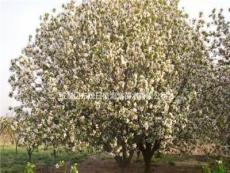 八棱海棠树 123苹果树 占地清地苗 地径1-40公分