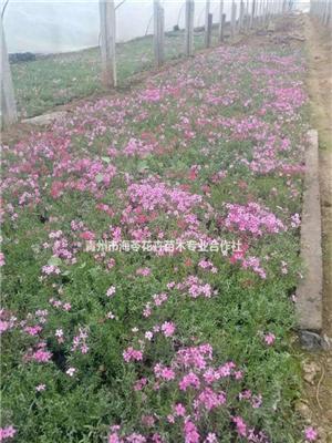 青州供应马鞭草，鼠尾草，芝樱