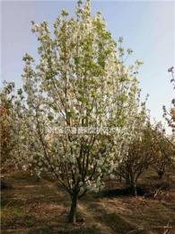 八棱海棠树专业种植，八棱海棠原产地，怀来八棱海棠