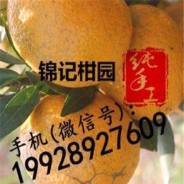 新會柑皮有淡雅的芳香味