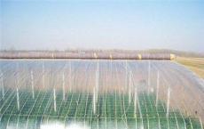 西瓜专用膜能够保证农作物正常的进行光合作用