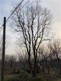 精品乌桕